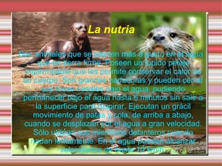 El Lobo Ibérico El lobo ha sido perseguido desde siempre al ser considerado el principal enemigo del hombre. 