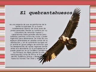 Es un “superdepredador” y se caracteriza por sus largos y puntiagudos colmillos, su amplia caja torácica y sus voluminosos músculos masetero. 