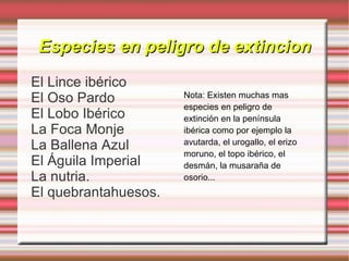 Especies en peligro de extincion El Lince ibérico 