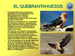 EL QUEBRANTAHUESOSEL QUEBRANTAHUESOS
● El quebrantahuesos (Gypaetus
barbatus) es una especie de ave
falconiforme de la familia
Accipitridae. Es un buitre
notablemente distinto de otras aves
de presa parecidas.
● Recibe su nombre por su costumbre
de remontar huesos y caparazones
hasta grandes alturas para soltarlos
después y comer la médula de su
interior una vez se han estrellado
contra las rocas.
● Se trata de una especie amenazada
en amplias zonas de su distribución,
y en el continente europeo es un
animal en grave peligro de extinción
que ha desaparecido de varias
regiones donde antes era abundante.
● En la actualidad se le puede observar
en el Principado de Asturias, los
Pirineos, los Alpes (donde ha sido
reintroducido) norte de África, el Gran
Valle del Rift, Sudáfrica, Grecia y
desde Anatolia hasta los montes Tian
Shan y el Himalaya.
 