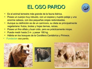 EL OSO PARDOEL OSO PARDO
●
Es el animal terrestre más grande de la fauna ibérica.Es el animal terrestre más grande de la fauna ibérica.
●
Posee un cuerpo muy robusto, con un espeso y tupido pelaje y unaPosee un cuerpo muy robusto, con un espeso y tupido pelaje y una
enorme cabeza, con dos pequeñas orejas redondeadas.enorme cabeza, con dos pequeñas orejas redondeadas.
●
Aunque su definición es de un carnívoro, su dieta es principalmenteAunque su definición es de un carnívoro, su dieta es principalmente
vegetariana: frutos, brotes y hojas tiernas, raíces.vegetariana: frutos, brotes y hojas tiernas, raíces.
●
Posee un fino olfato y buen oído, pero es prácticamente miope.Posee un fino olfato y buen oído, pero es prácticamente miope.
●
Puede medir hasta 2 m y pesar 180 kg.Puede medir hasta 2 m y pesar 180 kg.
●
Hábita en los bosques de la Cordillera Cantábrica y Pirineos.Hábita en los bosques de la Cordillera Cantábrica y Pirineos.
• Fundacion oso pardo.
 