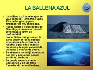 ●
La ballena azul es el mayor ser
vivo sobre la Tierra.Mide unos
25m de longitud y pesa
alrededor de 100 toneladas.
●
Puede nadar a velocidades de
30km/h y permanecer durante
30minutos a 150m de
profundidad.
●
Los orificios que posee en la
parte superior de la cabeza,
aventadores, le sirven para
respirar y por ellos expulsa
columnas de agua vaporizada
de hasta 9 metros de altura.
●
Se alimenta de krill(3 toneladas
por día) y pequeños peces:
sardinas, anchoas …
●
Se puede encontrar en el
Cantábrico y en las Islas
Canarias durante el invierno.
LA BALLENA AZULLA BALLENA AZUL
 