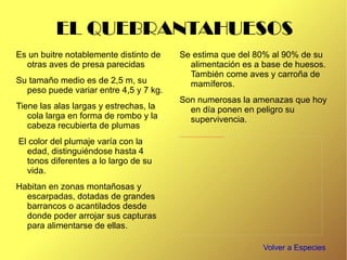 EL LINCE IBÉRICO Su aspecto es robusto con largas patas y unas patillas características que le cuelgan de sus mejillas. 