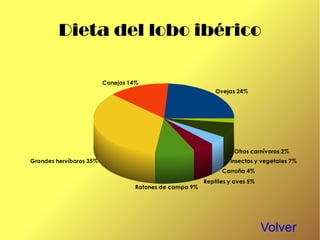 Es un ágil cazador que se alimenta de conejos y en ocasiones aves y roedores. 