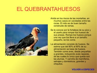 Es un ágil cazador y se alimenta de conejos y,en ocasiones,aves y roedores. 