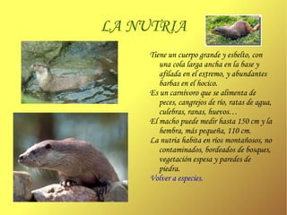 EL LINCE IBÉRICO Su aspecto es robusto, con largas patas y unas patillas características que le cuelgan de sus mejillas. 