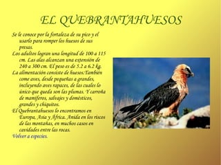 Es un ágil cazador y se alimenta de conejos y, en ocasiones, de aves y roedores. 