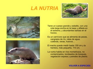 EL LINCE IBÉRICO Su aspecto es robusto con largas patas y unas patillas características que le cuelgan de sus mejillas. 