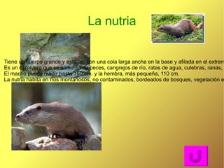 EL LOBO IBÉRICO El lobo ha sido perseguido desde siempre por el ser humano considerado por el principal enemigo del hombre.  