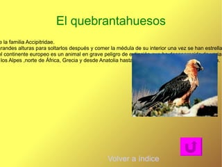 Es un “superdepredador” y se caracteriza por sus largos y afilados colmillos,, su amplia caja torácida y sus voluminosos músculos masetero  
