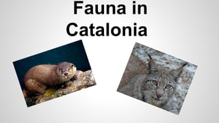 Fauna in
Catalonia
 