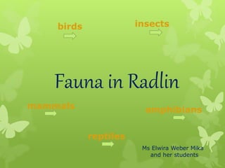 Fauna in Radlin
birds insects
mammals amphibians
reptiles
Ms Elwira Weber Mika
and her students
 