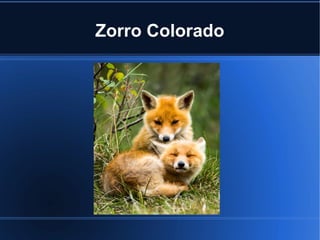 Zorro Colorado