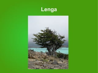 Lenga