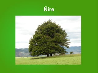 Ñire