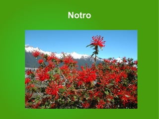 Notro