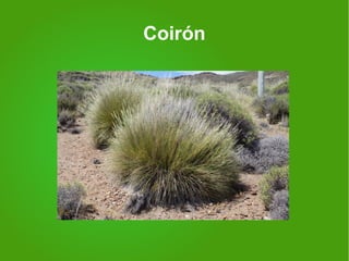 Coirón
