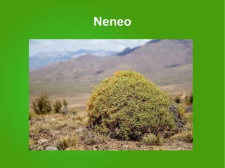 Neneo