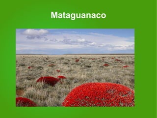 Mataguanaco