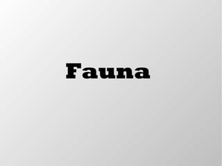 Fauna
