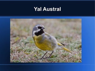 Yal Austral