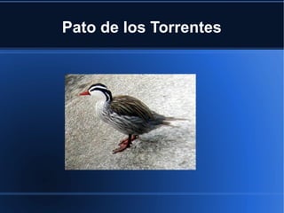 Pato de los Torrentes