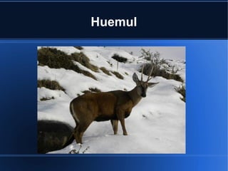 Huemul