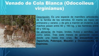 Venado de Cola Blanca (Odocoileus
virginianus)
Descripción: Es una especie de mamífero artiodáctilo
de la familia de los cérvidos. El manto es rojizo en
primavera y verano, y de gris a marrón en invierno. Los
machos pesan entre 60 y 160 kg, y las hembras entre
40 y 105 kg.
Se alimenta: de hojas, brotes, frutos y semillas, así
como setas. Tras siete meses de gestación​ nacen
desde una hasta tres crías. Se encuentran en
Tapachula, Palenque, Mazatán y Ocozocoautla de
Espinosa.
 