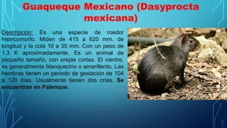 Guaqueque Mexicano (Dasyprocta
mexicana)
Descripción: Es una especie de roedor
histricomorfo. Miden de 415 a 620 mm. de
longitud y la cola 10 a 35 mm. Con un peso de
1.3 K aproximadamente. Es un animal de
pequeño tamaño, con orejas cortas. El vientre,
es generalmente blanquecino o amarillento. Las
hembras tienen un periodo de gestación de 104
a 120 días. Usualmente tienen dos crías. Se
encuentran en Palenque.
 