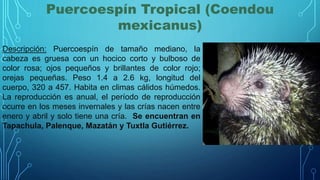 Puercoespín Tropical (Coendou
mexicanus)
Descripción: Puercoespín de tamaño mediano, la
cabeza es gruesa con un hocico corto y bulboso de
color rosa; ojos pequeños y brillantes de color rojo;
orejas pequeñas. Peso 1.4 a 2.6 kg, longitud del
cuerpo, 320 a 457. Habita en climas cálidos húmedos.
La reproducción es anual, el período de reproducción
ocurre en los meses invernales y las crías nacen entre
enero y abril y solo tiene una cría. Se encuentran en
Tapachula, Palenque, Mazatán y Tuxtla Gutiérrez.
 
