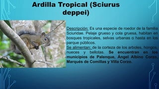 Ardilla Tropical (Sciurus
deppei)
Descripción: Es una especie de roedor de la familia
Sciuridae. Pelaje grueso y cola gruesa, habitan en
bosques tropicales, selvas urbanas o hasta en los
parque públicos.
Se alimentan: de la corteza de los arboles, hongos,
nueces y bellotas. Se encuentran en los
municipios de Palenque, Ángel Albino Corzo,
Marqués de Comillas y Villa Corzo.
 