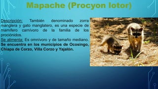 Mapache (Procyon lotor)
Descripción: También denominado zorra
manglera y gato manglatero, es una especie de
mamífero carnívoro de la familia de los
prociónidos.
Se alimenta: Es omnívoro y de tamaño mediano.
Se encuentra en los municipios de Ocosingo,
Chiapa de Corzo, Villa Corzo y Yajalón.
 