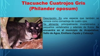 Tlacuache Cuatrojos Gris
(Philander oposum)
Descripción: Es una especie que también se
conoce como comadreja de cuatro ojos.
Se alimenta: principalmente invertebrados y
pequeños vertebrados y además de frutos. Se
encuentra en el municipio de Acapetahua,
Salto de Agua, Emiliano Zapata y Catazajá.
 