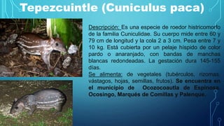 Tepezcuintle (Cuniculus paca)
Descripción: Es una especie de roedor histricomorfo
de la familia Cuniculidae. Su cuerpo mide entre 60 y
79 cm de longitud y la cola 2 a 3 cm. Pesa entre 7 y
10 kg. Está cubierta por un pelaje híspido de color
pardo o anaranjado, con bandas de manchas
blancas redondeadas. La gestación dura 145-155
días.
Se alimenta: de vegetales (tubérculos, rizomas,
vástagos, hojas, semillas, frutos). Se encuentra en
el municipio de Ocozocoautla de Espinosa,
Ocosingo, Marqués de Comillas y Palenque.
 