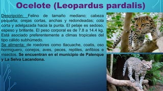 Ocelote (Leopardus pardalis)
Descripción: Felino de tamaño mediano; cabeza
pequeña; orejas cortas, anchas y redondeadas; cola
corta y adelgazada hacia la punta. El pelaje es sedoso,
espeso y brillante. El peso corporal es de 7.8 a 14.4 kg.
Está asociado preferentemente a climas tropicales del
tipo cálido subhúmedo.
Se alimenta: de roedores como tlacuache, coatis, oso
hormiguero, conejos, aves, peces, reptiles, anfibios e
insectos. Se encuentran en el municipio de Palenque
y La Selva Lacandona.
 