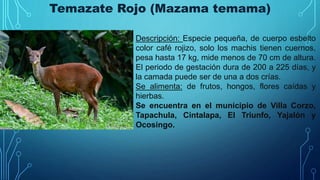 Descripción: Especie pequeña, de cuerpo esbelto
color café rojizo, solo los machis tienen cuernos,
pesa hasta 17 kg, mide menos de 70 cm de altura.
El periodo de gestación dura de 200 a 225 días, y
la camada puede ser de una a dos crías.
Se alimenta: de frutos, hongos, flores caídas y
hierbas.
Se encuentra en el municipio de Villa Corzo,
Tapachula, Cintalapa, El Triunfo, Yajalón y
Ocosingo.
Temazate Rojo (Mazama temama)
 
