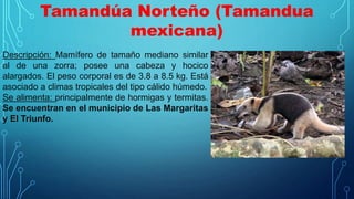 Tamandúa Norteño (Tamandua
mexicana)
Descripción: Mamífero de tamaño mediano similar
al de una zorra; posee una cabeza y hocico
alargados. El peso corporal es de 3.8 a 8.5 kg. Está
asociado a climas tropicales del tipo cálido húmedo.
Se alimenta: principalmente de hormigas y termitas.
Se encuentran en el municipio de Las Margaritas
y El Triunfo.
 
