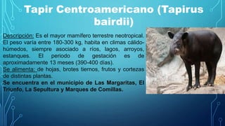 Tapir Centroamericano (Tapirus
bairdii)
Descripción: Es el mayor mamífero terrestre neotropical.
El peso varía entre 180-300 kg, habita en climas cálido-
húmedos, siempre asociado a ríos, lagos, arroyos,
estanques. El periodo de gestación es de
aproximadamente 13 meses (390-400 días).
Se alimenta: de hojas, brotes tiernos, frutos y cortezas
de distintas plantas.
Se encuentra en el municipio de Las Margaritas, El
Triunfo, La Sepultura y Marques de Comillas.
 