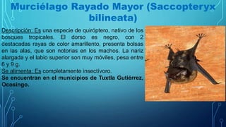 Murciélago Rayado Mayor (Saccopteryx
bilineata)
Descripción: Es una especie de quiróptero, nativo de los
bosques tropicales. El dorso es negro, con 2
destacadas rayas de color amarillento, presenta bolsas
en las alas, que son notorias en los machos. La nariz
alargada y el labio superior son muy móviles, pesa entre
6 y 9 g.
Se alimenta: Es completamente insectívoro.
Se encuentran en el municipios de Tuxtla Gutiérrez,
Ocosingo.
 