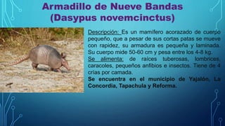 Armadillo de Nueve Bandas
(Dasypus novemcinctus)
Descripción: Es un mamífero acorazado de cuerpo
pequeño, que a pesar de sus cortas patas se mueve
con rapidez, su armadura es pequeña y laminada.
Su cuerpo mide 50-60 cm y pesa entre los 4-8 kg.
Se alimenta: de raíces tuberosas, lombrices,
caracoles, pequeños anfibios e insectos. Tiene de 4
crías por camada.
Se encuentra en el municipio de Yajalón, La
Concordia, Tapachula y Reforma.
 