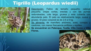 Tigrillo (Leopardus wiedii)
Descripción: Felino de tamaño pequeño; cabeza
pequeña; orejas cortas, erectas y con las puntas
redondeadas; cola larga, gruesa y esta cubierta con
abundante pelo. El pelo es relativamente largo, suave y
grueso. El peso corporal es de 2.6 a 5 kg.
Se alimenta: de mamífero arbóreos, aves, conejos y
roedores, con menor frecuencia anfibios y reptiles.
Se encuentran en Palenque, Tuxtla, Villa Corzo y Villa
Flores.
 