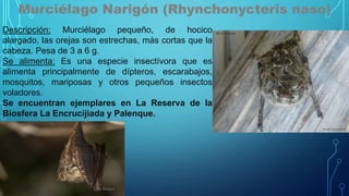 Murciélago Narigón (Rhynchonycteris naso)
Descripción: Murciélago pequeño, de hocico
alargado, las orejas son estrechas, más cortas que la
cabeza. Pesa de 3 a 6 g.
Se alimenta: Es una especie insectívora que es
alimenta principalmente de dípteros, escarabajos,
mosquitos, mariposas y otros pequeños insectos
voladores.
Se encuentran ejemplares en La Reserva de la
Biosfera La Encrucijiada y Palenque.
 