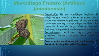 Murciélago Frutero (Artibeus
jamaicensis)
Descripción: Es un murciélago frugívoro. El
pelaje es gris marrón y tiene un suave olor a
jabón y es levemente pálido en el lado de abajo.
Las orejas son algo más puntiagudas. Este mide
cerca de 9 cm de largo. Vive en bosques
lluviosos, bosque decidu y bosques arbustivos.
Se alimenta: de frutas, higos, guarumos,
guayabas, banano, papaya, néctar, polen e
insectos.
Se encuentra en el municipio de Palenque, El
Porvenir, Acala y Maravilla Tenejapa.
 
