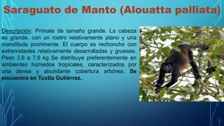 Saraguato de Manto (Alouatta palliata)
Descripción: Primate de tamaño grande. La cabeza
es grande, con un rostro relativamente plano y una
mandíbula prominente. El cuerpo es rechoncho con
extremidades relativamente desarrolladas y gruesas.
Peso 3.6 a 7.6 kg Se distribuye preferentemente en
ambientes húmedos tropicales, caracterizados por
una densa y abundante cobertura arbórea. Se
encuentra en Tuxtla Gutiérrez.
 