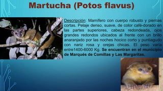 Martucha (Potos flavus)
Descripción: Mamífero con cuerpo robusto y piernas
cortas. Pelaje denso, suave, de color café-dorado en
las partes superiores, cabeza redondeada, ojos
grandes redondos ubicados al frente con un brillo
anaranjado por las noches hocico corto y puntiagudo
con nariz rosa y orejas chicas. El peso varía
entre1400-6000 Kg. Se encuentran en el municipio
de Marqués de Comillas y Las Margaritas.
 