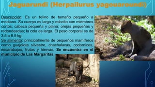 Jaguarundi (Herpailurus yagouaroundi)
Descripción: Es un felino de tamaño pequeño a
mediano. Su cuerpo es largo y esbelto con miembros
cortos; cabeza pequeña y plana; orejas pequeñas y
redondeadas; la cola es larga. El peso corporal es de
3.5 a 6.5 kg.
Se alimenta: principalmente de pequeños mamíferos
como guajolote silvestre, chachalacas, codornices,
escarabajos, frutas y hiervas. Se encuentra en el
municipio de Las Margaritas.
 