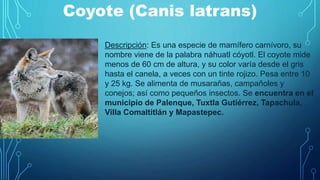 Coyote (Canis latrans)
Descripción: Es una especie de mamífero carnívoro, su
nombre viene de la palabra náhuatl cóyotl. El coyote mide
menos de 60 cm de altura, y su color varía desde el gris
hasta el canela, a veces con un tinte rojizo. Pesa entre 10
y 25 kg. Se alimenta de musarañas, campañoles y
conejos; así como pequeños insectos. Se encuentra en el
municipio de Palenque, Tuxtla Gutiérrez, Tapachula,
Villa Comaltitlán y Mapastepec.
 