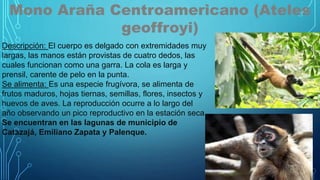Mono Araña Centroamericano (Ateles
geoffroyi)
Descripción: El cuerpo es delgado con extremidades muy
largas, las manos están provistas de cuatro dedos, las
cuales funcionan como una garra. La cola es larga y
prensil, carente de pelo en la punta.
Se alimenta: Es una especie frugívora, se alimenta de
frutos maduros, hojas tiernas, semillas, flores, insectos y
huevos de aves. La reproducción ocurre a lo largo del
año observando un pico reproductivo en la estación seca.
Se encuentran en las lagunas de municipio de
Catazajá, Emiliano Zapata y Palenque.
 