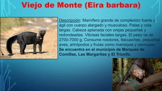 Viejo de Monte (Eira barbara)
Descripción: Mamífero grande de complexión fuerte y
ágil con cuerpo alargado y musculoso. Patas y cola
largas. Cabeza aplanada con orejas pequeñas y
redondeadas. Vibrisas faciales largas. El peso va de
2700-7000 g. Consume roedores, tlacuaches, pequeñas
aves, artrópodos y frutas como mameyes y cecropias.
Se encuentra en el municipio de Marques de
Comillas, Las Margaritas y El Triunfo.
 
