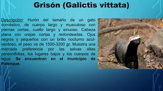 Grisón (Galictis vittata)
Descripción: Hurón del tamaño de un gato
doméstico, de cuerpo largo y musculoso con
piernas cortas, cuello largo y sinuoso. Cabeza
plana con orejas cortas y redondeadas. Ojos
negros y pequeños con un brillo nocturno azul-
verdoso, el peso va de 1500-3200 gr. Muestra una
marcada preferencia por las selvas altas
perennifolias, los lugares bajos y los cuerpos de
agua. Se encuentran en el municipio de
Palenque.
 